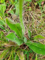 Pilosella aurantiaca