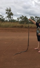 Oxyuranus scutellatus