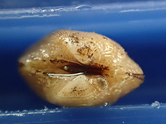 Striarca lactea