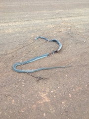 Oxyuranus scutellatus