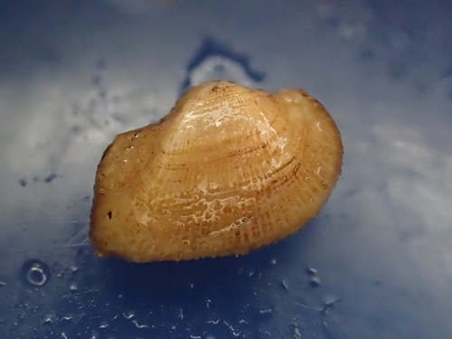 Striarca lactea