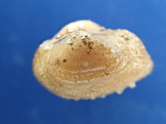 Striarca lactea
