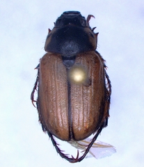 Anomala suavis