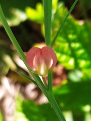 Lathyrus sphaericus
