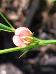 Lathyrus sphaericus