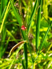 Lathyrus sphaericus