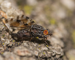 Pseudotephritis vau