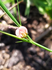 Lathyrus sphaericus