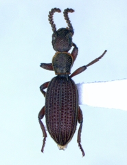 Araeoschizus