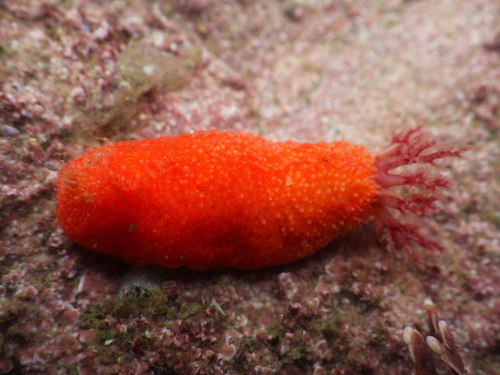 Scarlet Dwarf Sea Cucumber (Echinoderms of the North Eastern Pacific ...