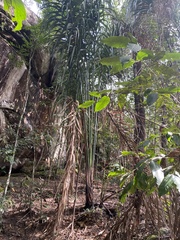 Oenocarpus distichus