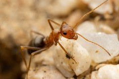 Myrmecocystus semirufus