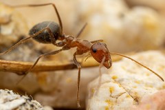 Myrmecocystus semirufus