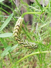 Cucullia chamomillae