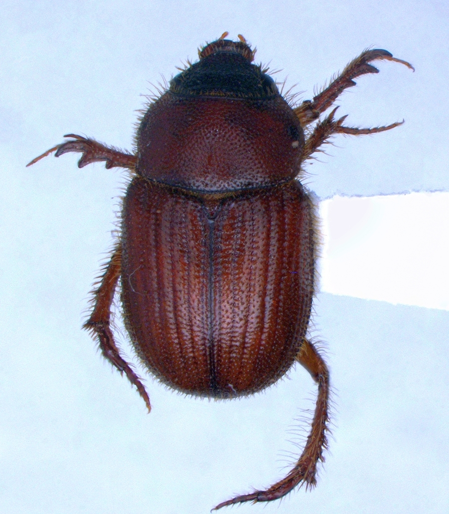 Parochodaeus pectoralis