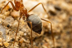 Myrmecocystus semirufus