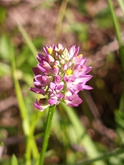 Polygala mariana