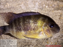 Cincelichthys pearsei