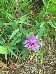 Centaurea rhaetica
