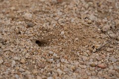 Myrmecocystus semirufus