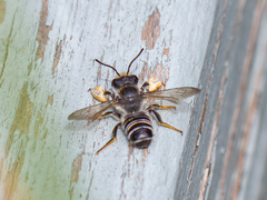 Megachile pugnata