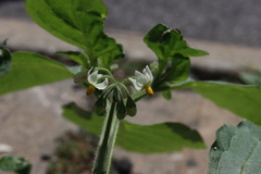 Solanum nigrum