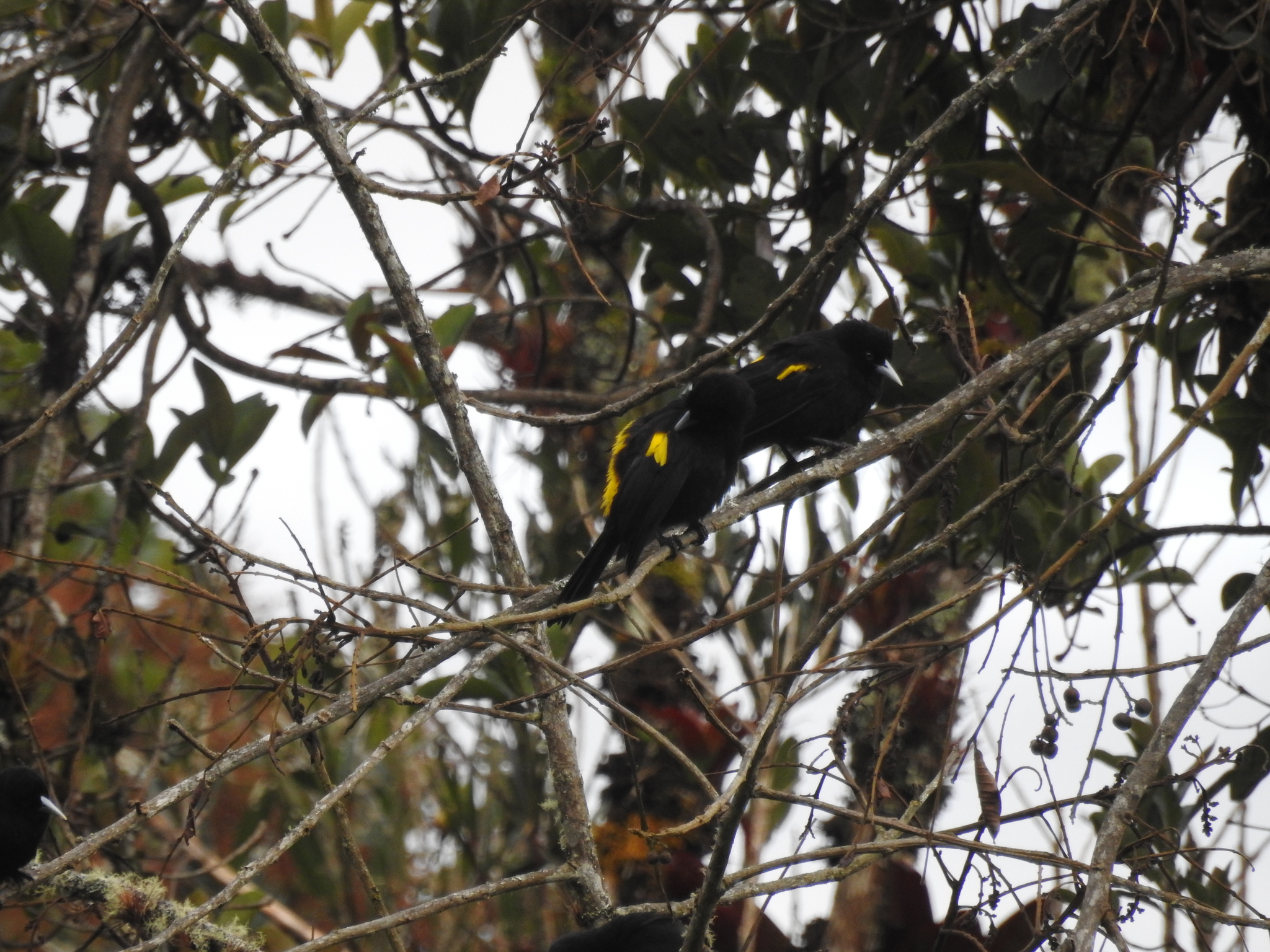 Cacicus chrysonotus image