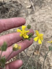 Potentilla crinita