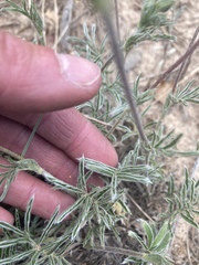 Potentilla crinita