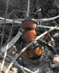 Pseudomethoca oceola