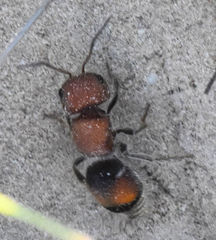 Pseudomethoca oceola