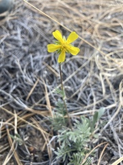 Potentilla crinita