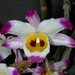 Dendrobium wardianum - Photo (c) VanLap Hoàng, algunos derechos reservados (CC BY)