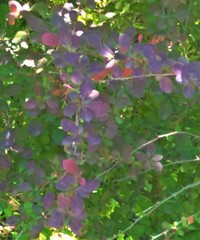 Berberis thunbergii