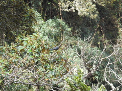 Anisognathus lacrymosus