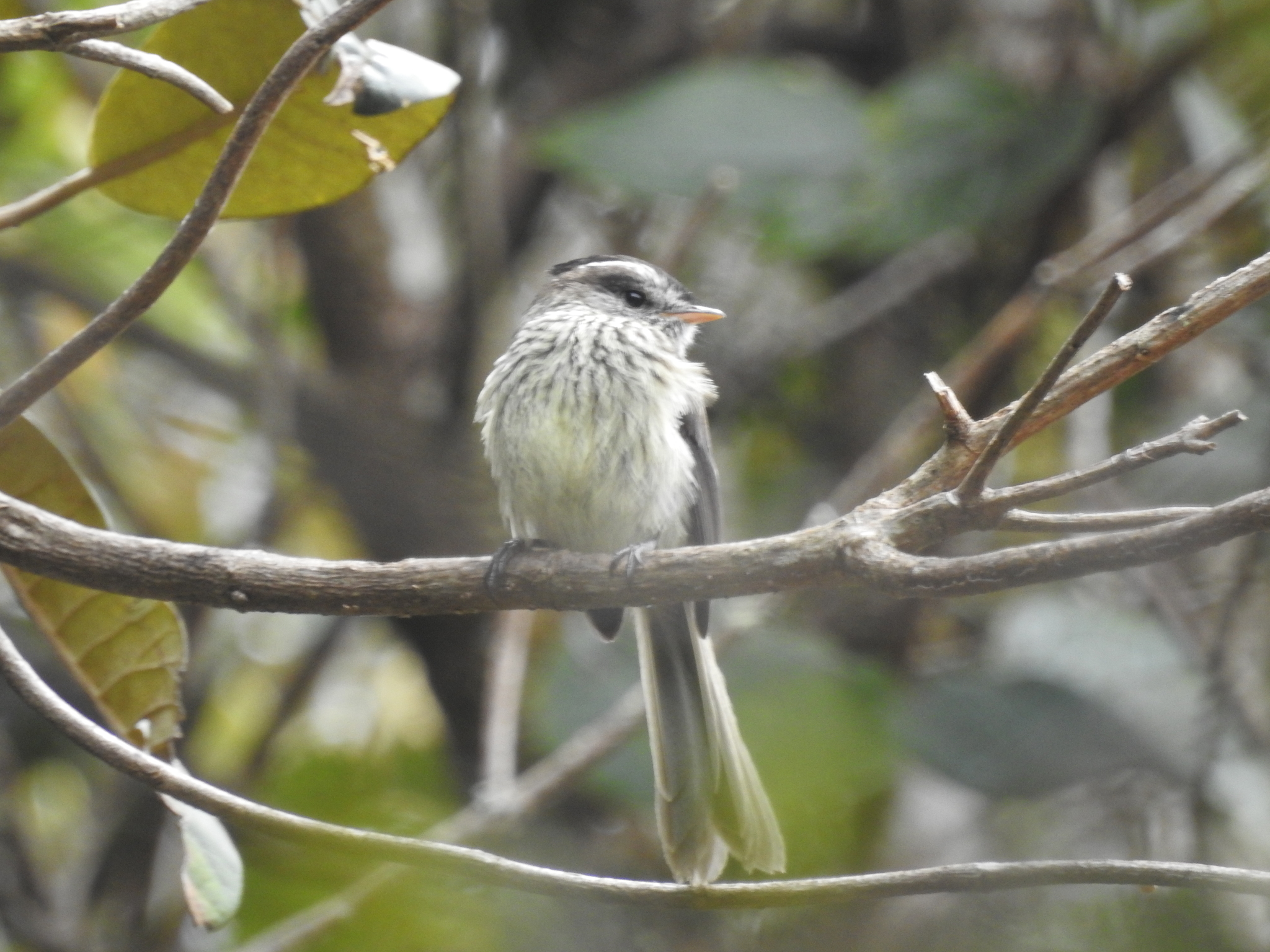 Anairetes agilis image