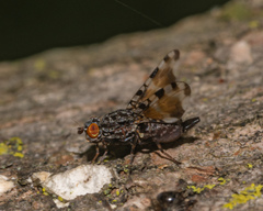 Pseudotephritis vau
