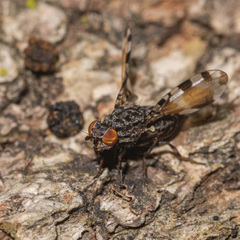Pseudotephritis vau