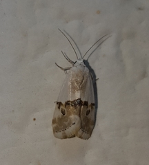 Acontiinae