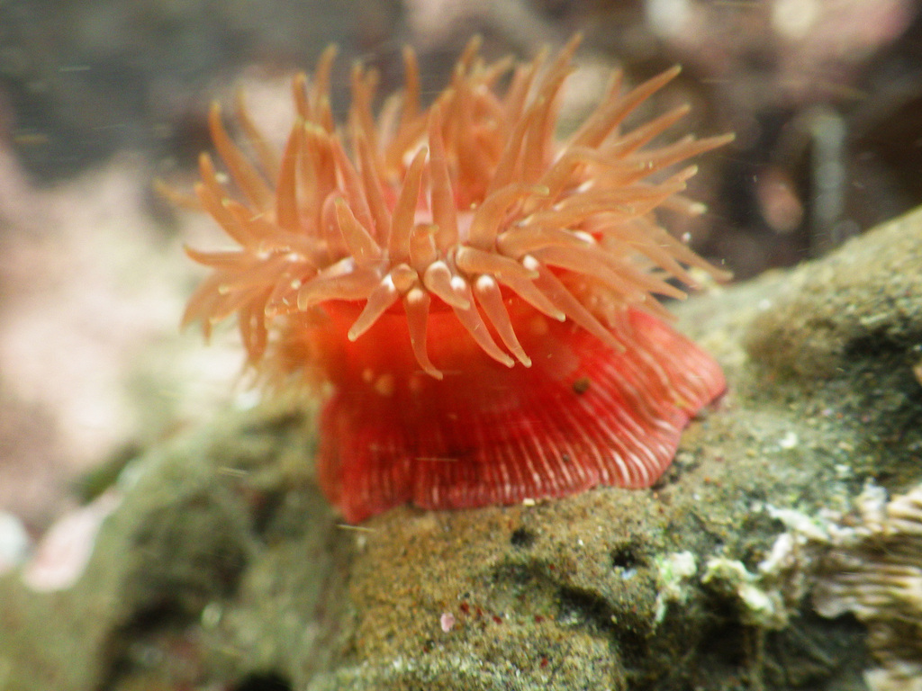 Brooding Anemone (Cnidarians of the Eastern Pacific - Anthozoans ...