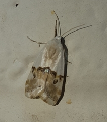 Acontiinae