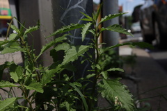 Dysphania ambrosioides