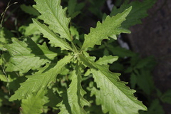 Dysphania ambrosioides