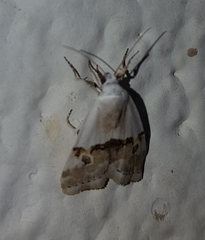 Acontiinae