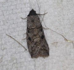 Calathusa hypotherma