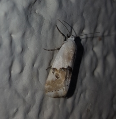 Acontiinae