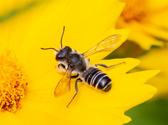 Megachile pugnata