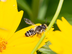 Megachile pugnata