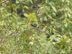 Diglossa albilatera