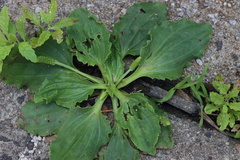 Plantago major